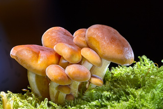 houbičky v mechu
