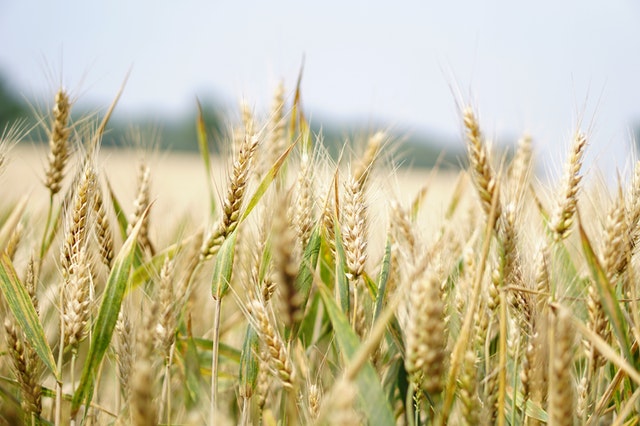 Čerstvá pšenice